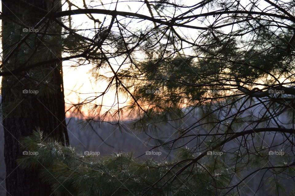 sunset through the trees