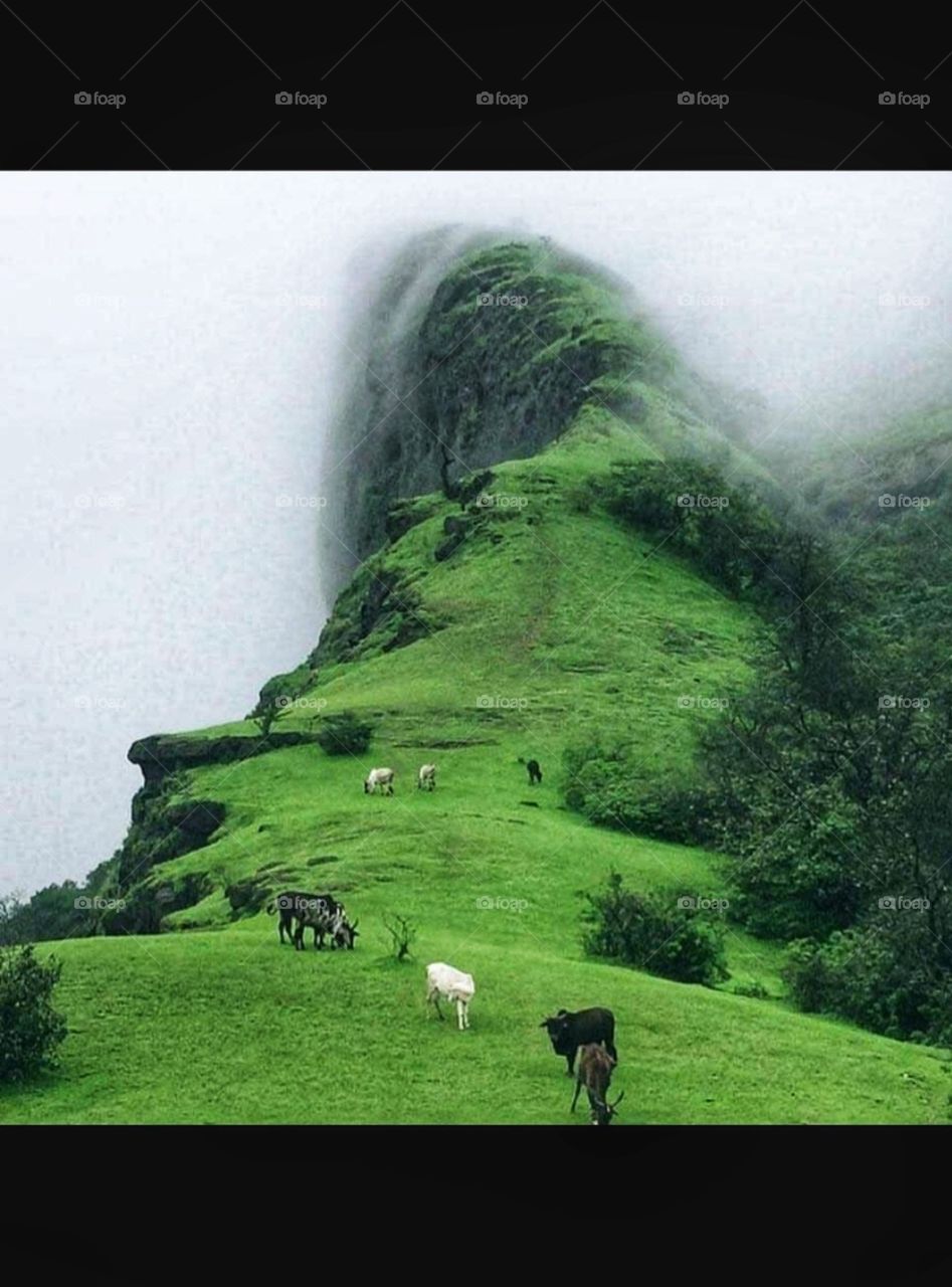 green colour stories