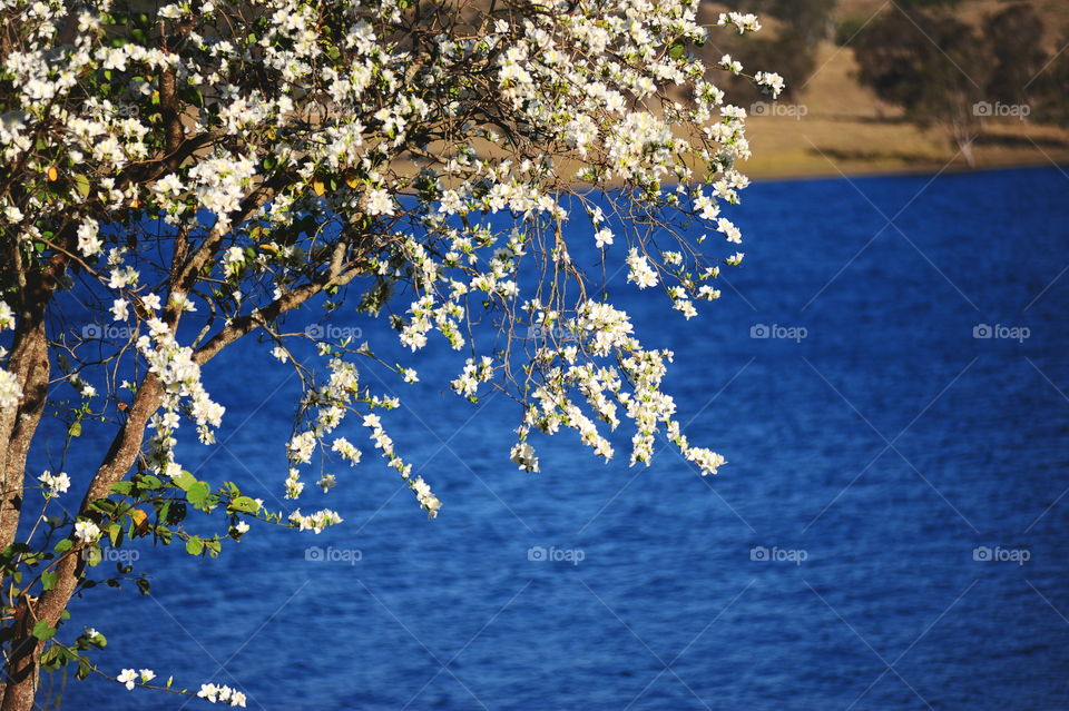 flower and lake