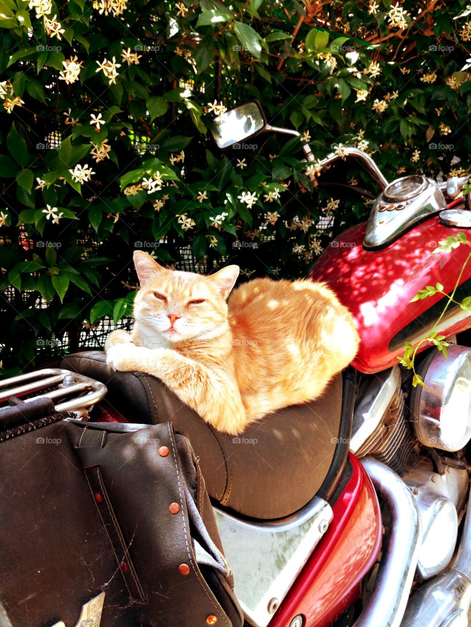 easy rider cat