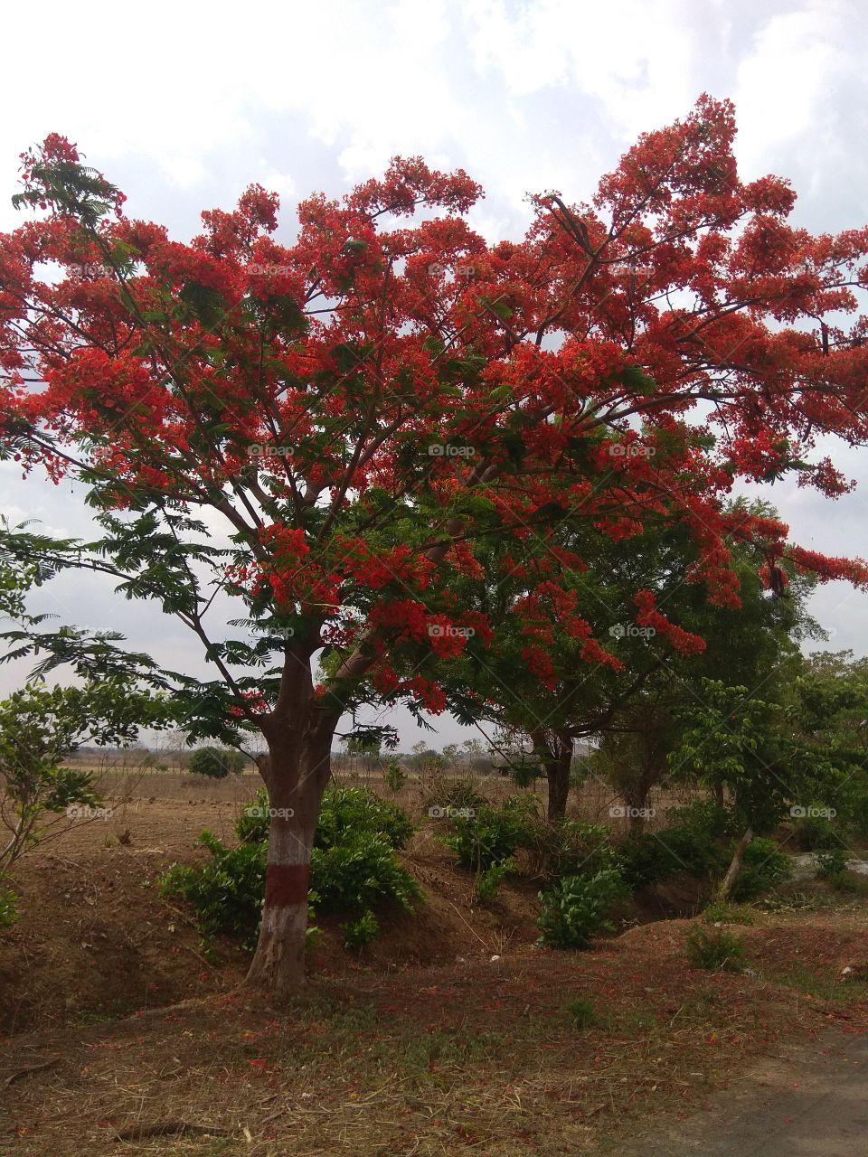 gulmohar tree and beautiful flowers