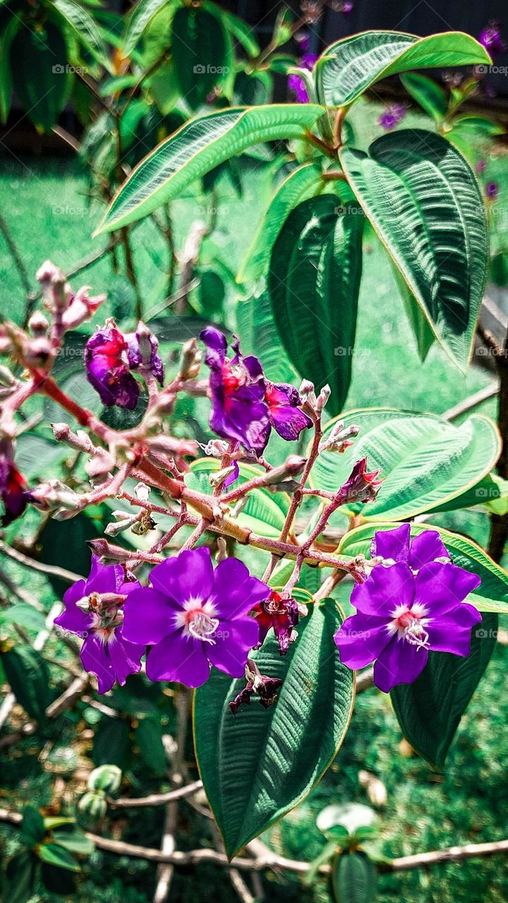 Flor roxa na natureza