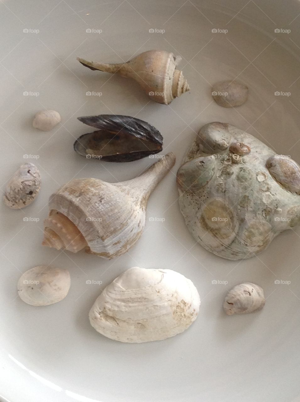 Beautiful seashells found on the beach.