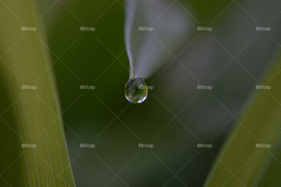 Dew Drop