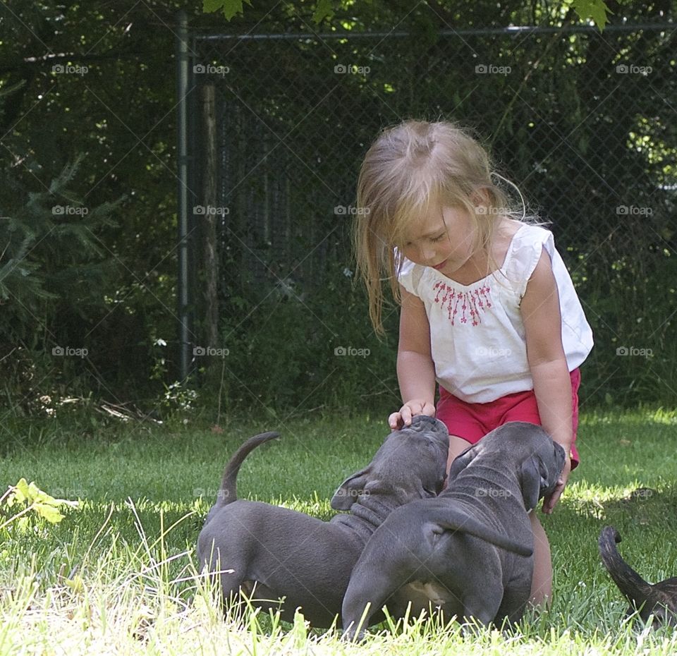 Playful puppies