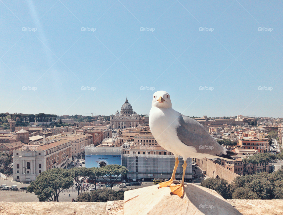 Чайка на парапете Замка Ангела в Риме. Castle. Rome. Bird. Art.