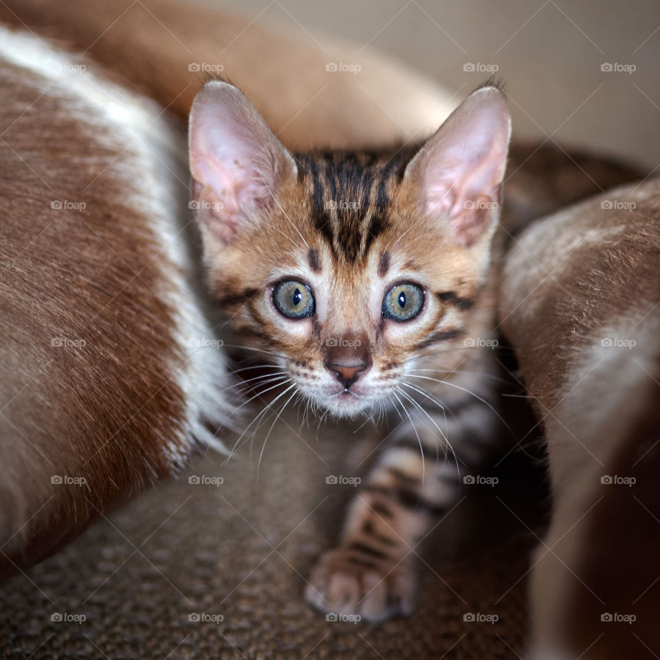 Close-up of a kitten