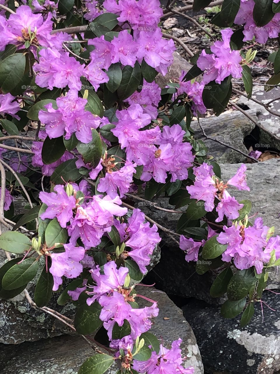 Rhododendron in bloom growing over rocks