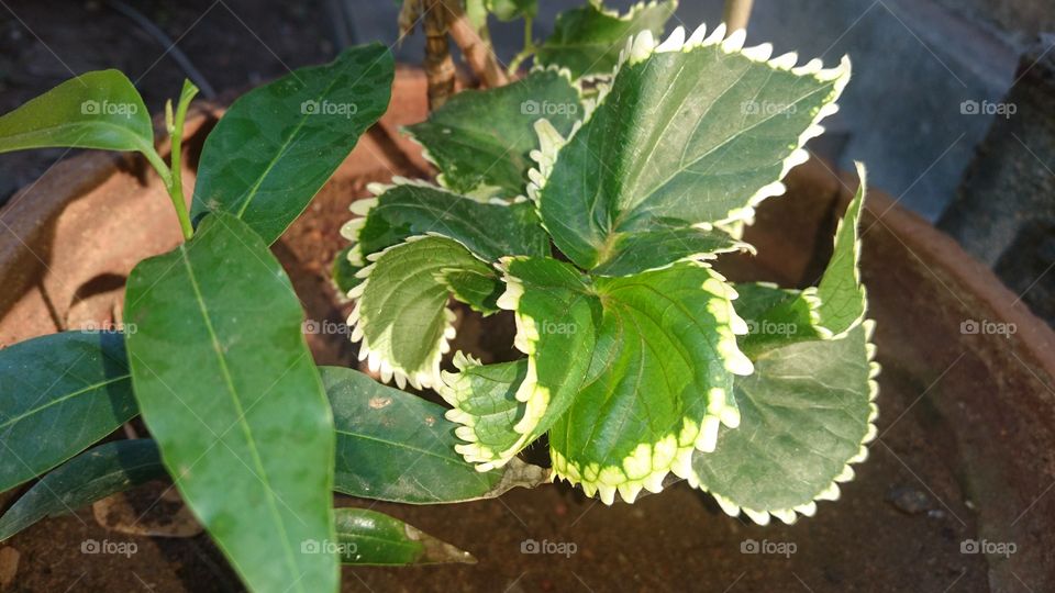 India Puducherry leaf