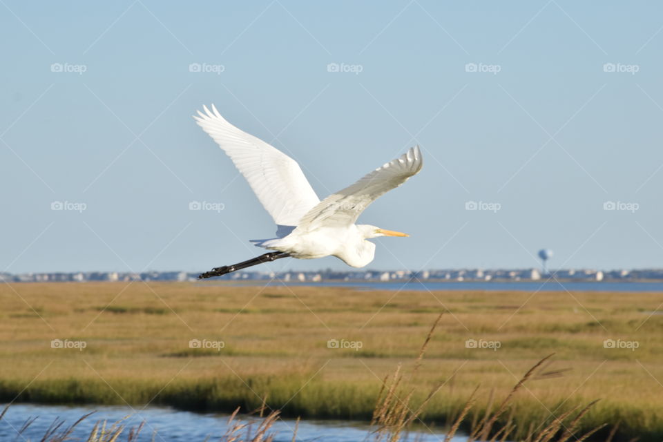 Egret in flight. 