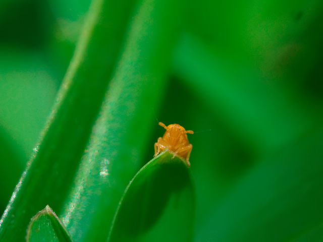 orange small insect ontop of a blade of grass