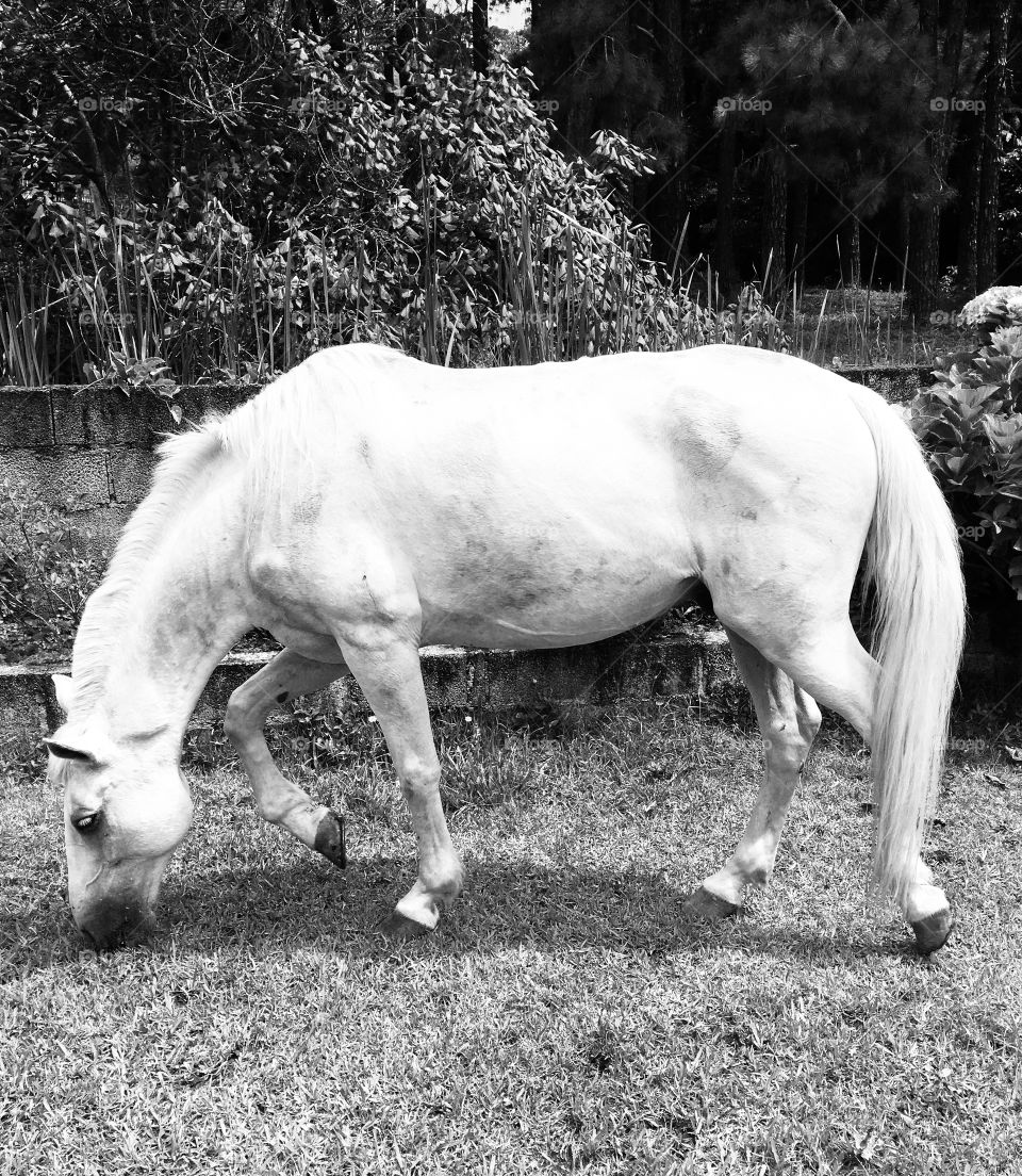 FOAP MISSIONS - 🇺🇸 The horse grazing quietly while being photographed.  He posed and ... click! / 🇧🇷 O cavalo pastando tranquilamente enquanto é fotografado. Fez pose e... clique!