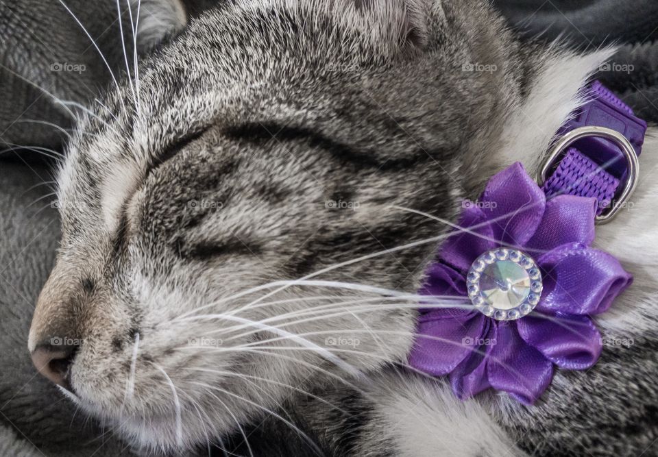A grey tabby kitten sleeps soundly wearing her new purple collar and bow