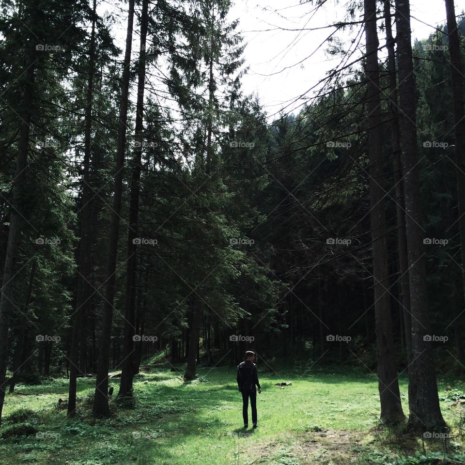 Man under the huge pine trees in the forest