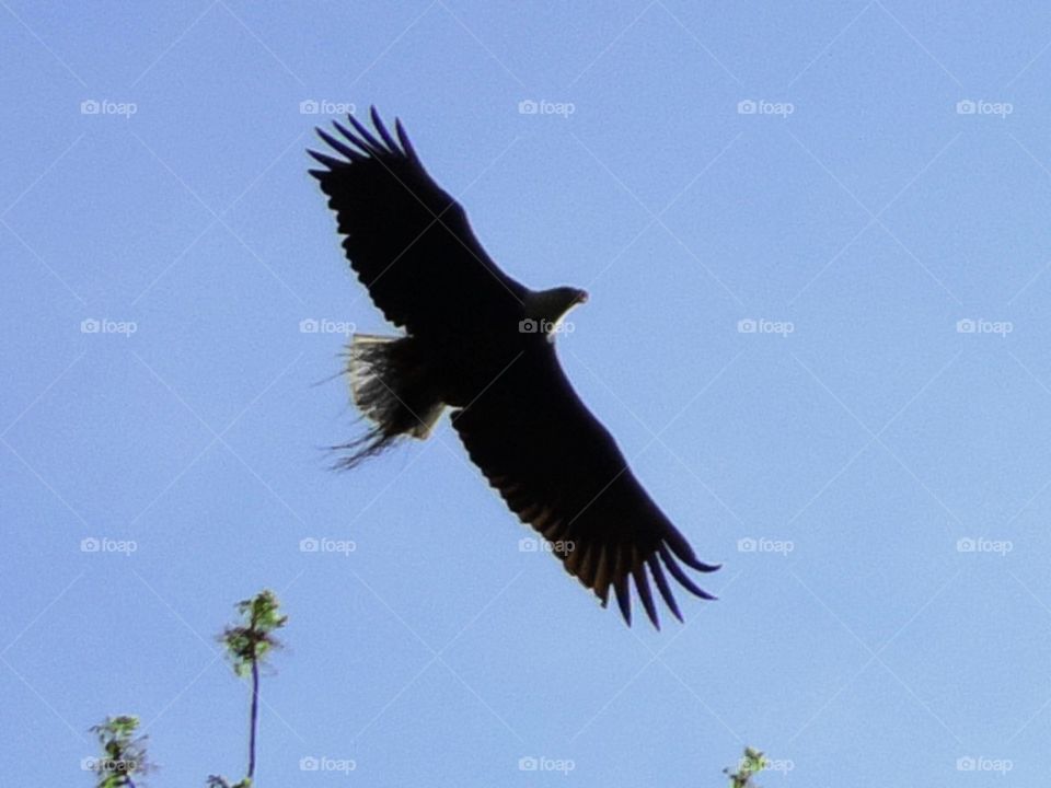 Bald Eagle. A bald eagle swooping overhead with nesting material