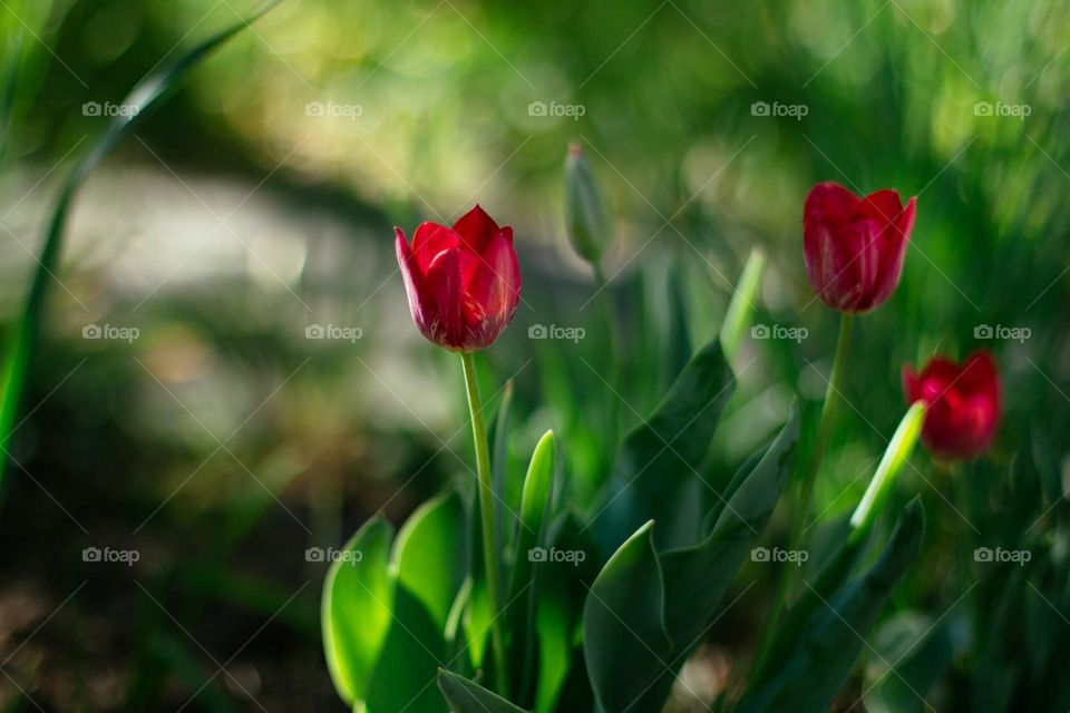 red flower in tilt shift lens

raspberry tulip