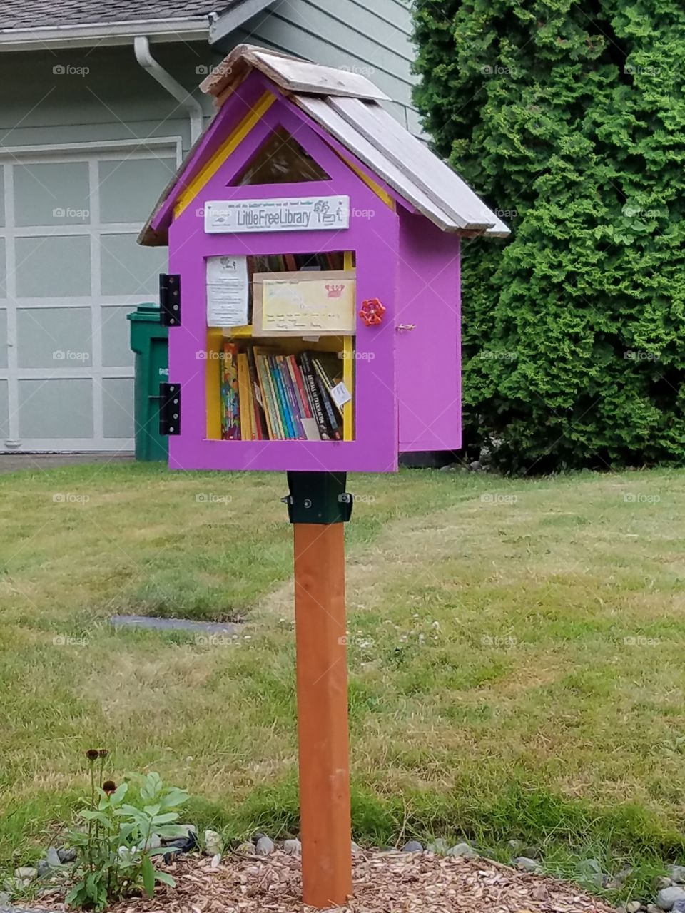 purple little library