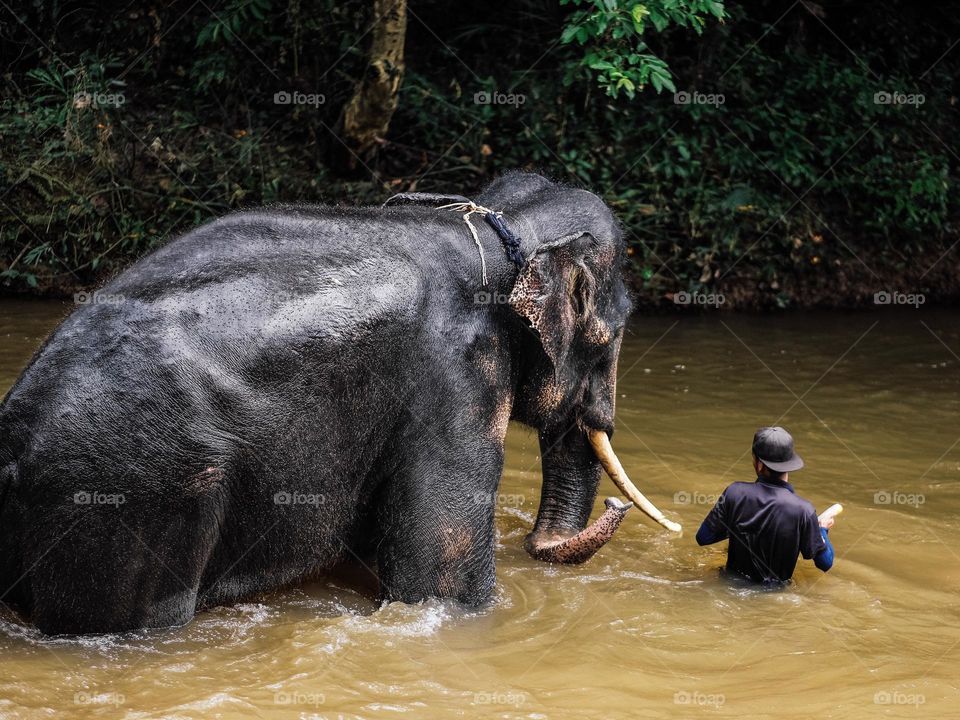 Caretaker guiding the ekephant for her routine morning bath in the river