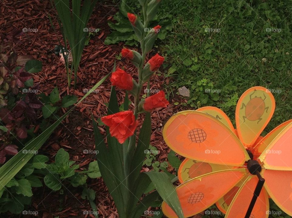 Salmon flower