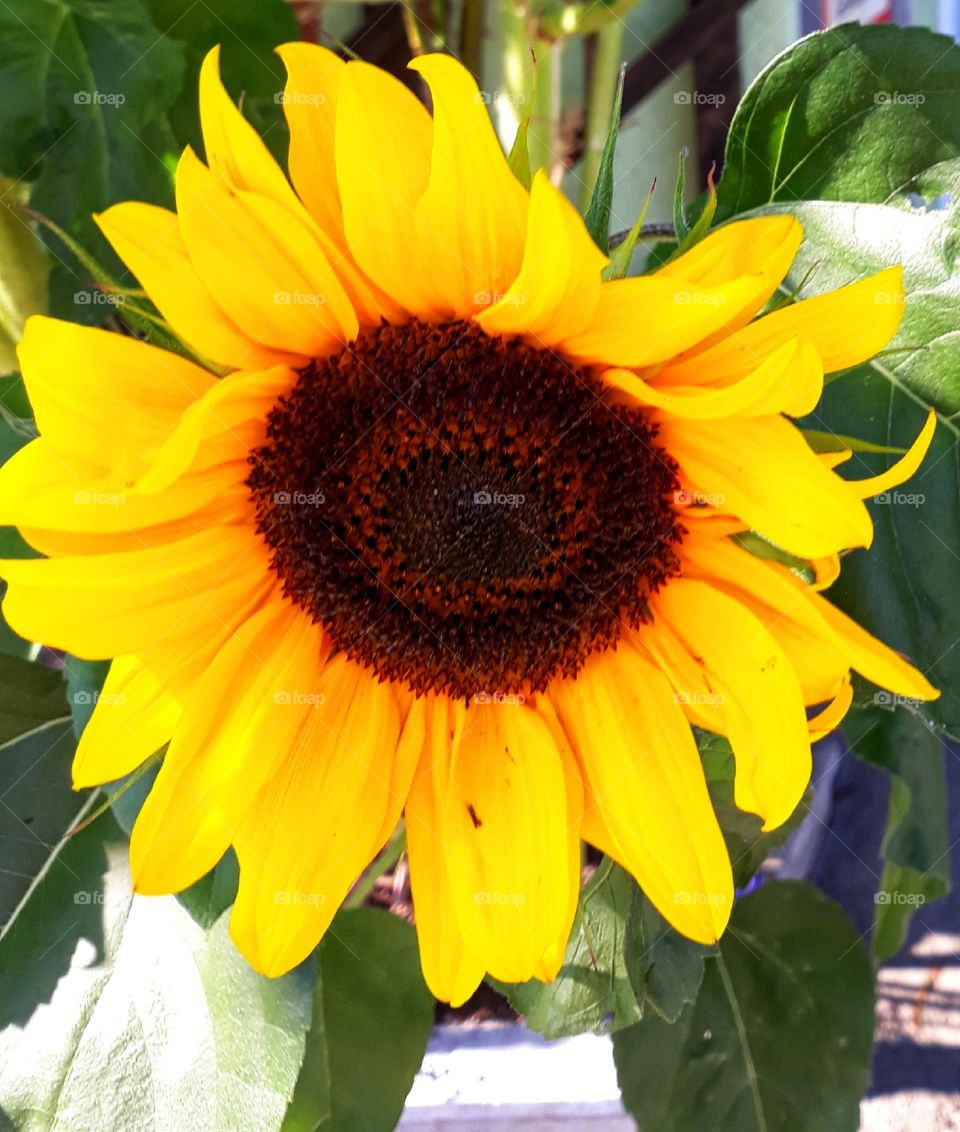 Sunflower in daylight