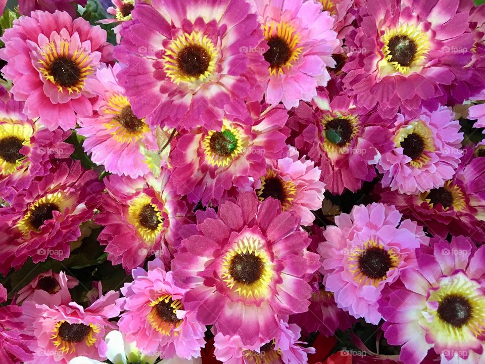 Pink blooming flowers on the background