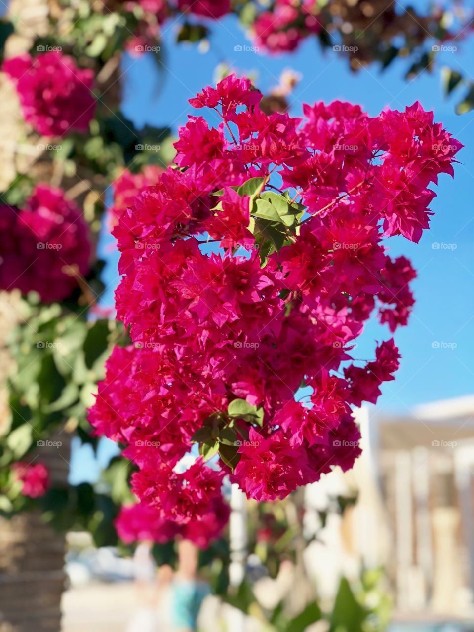 Double bougainvillea 