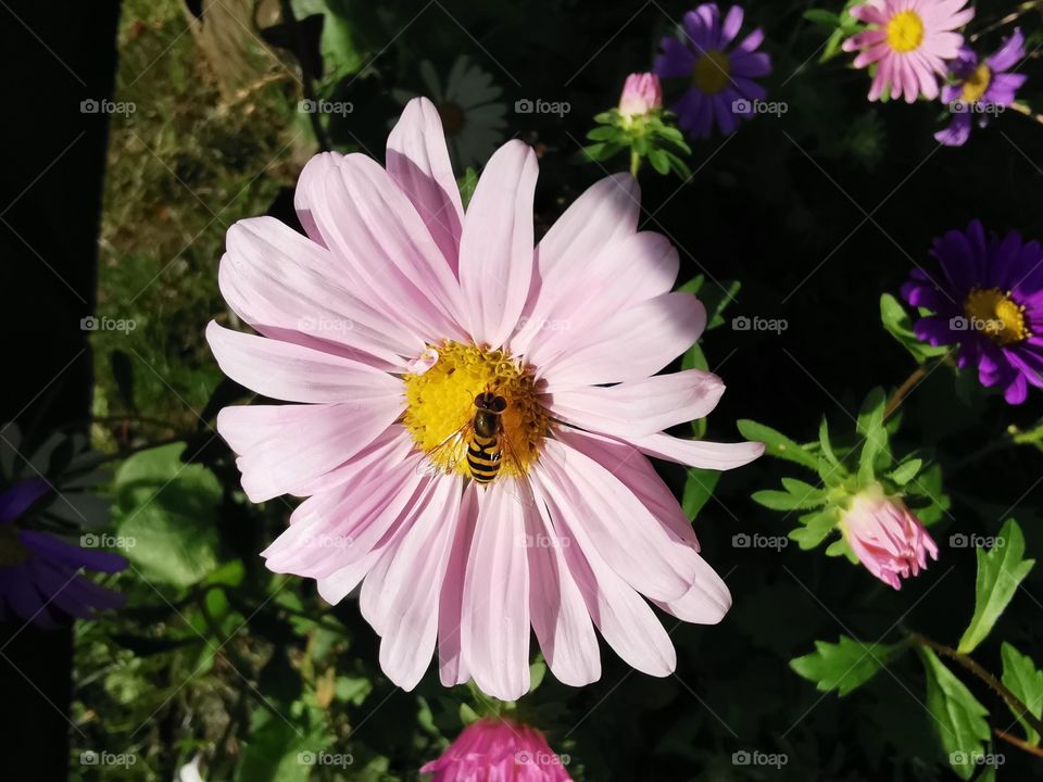 Biene auf Blüte im Garten