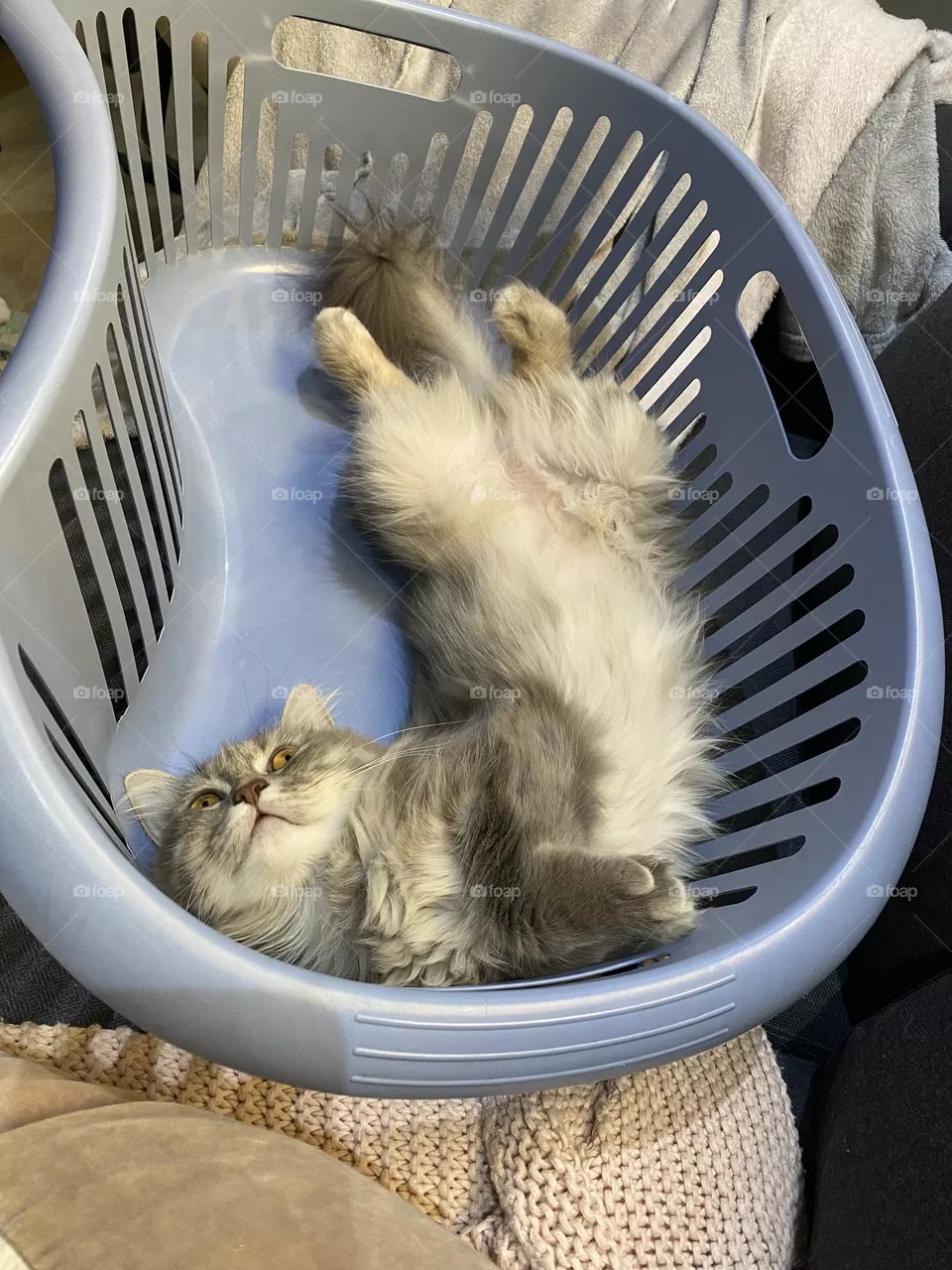 Adorable cat