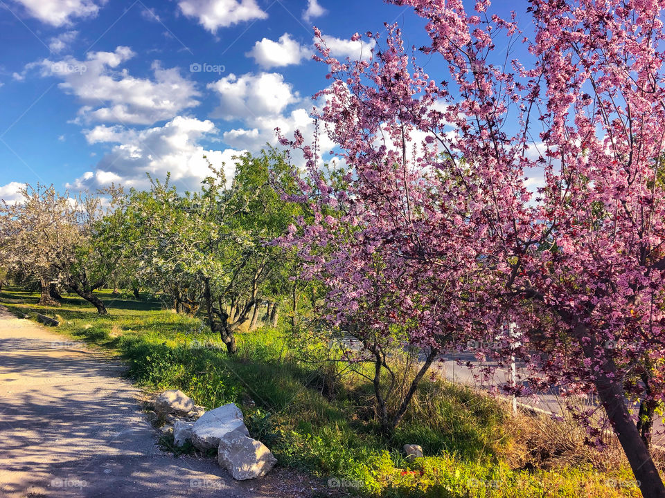 Pink, white and yellow blossom on the trees, in front of a blue sky with fluffy white clouds