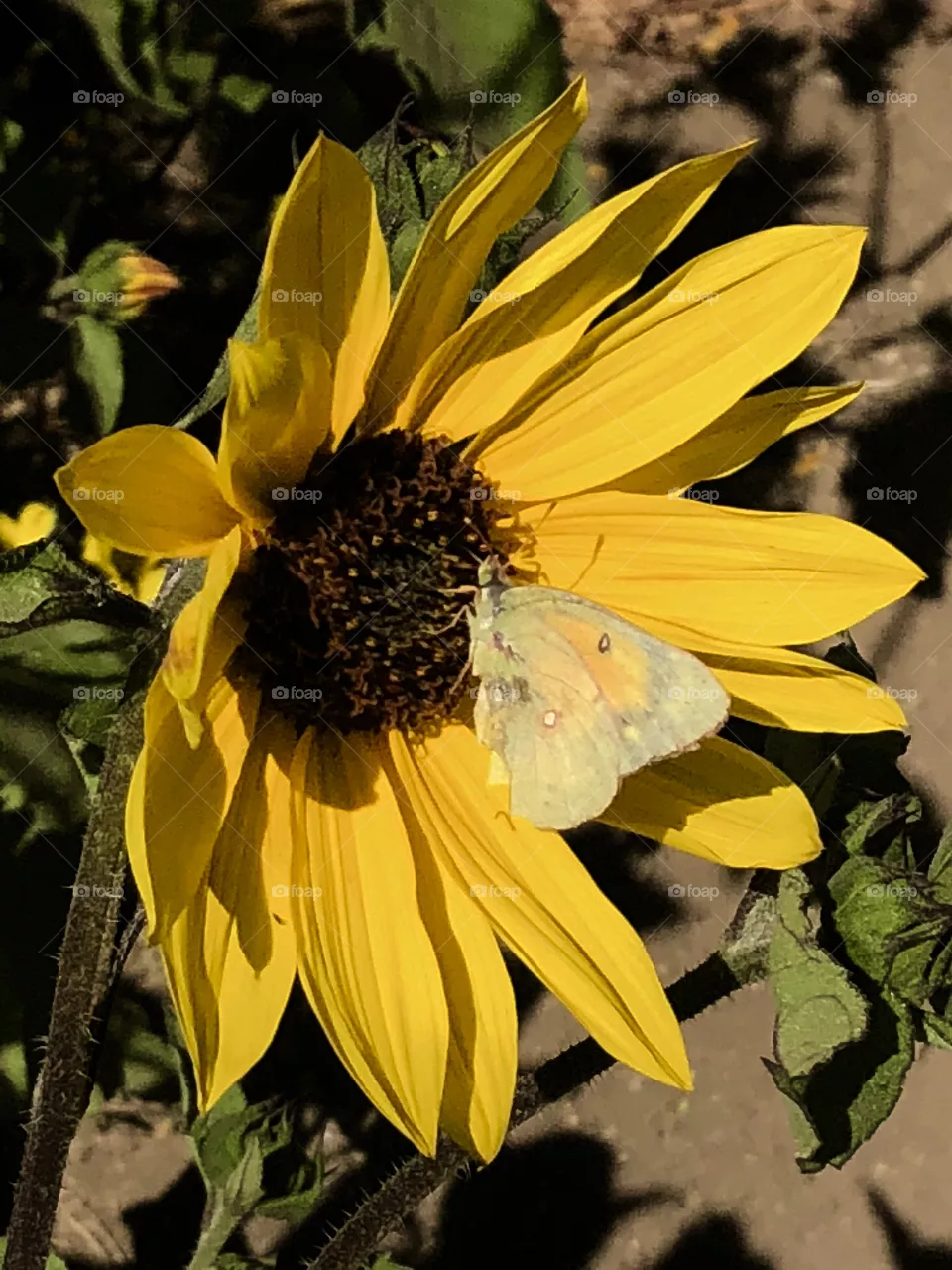 Sunflower 