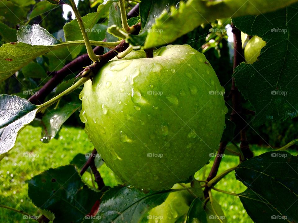 Wet apples on branch