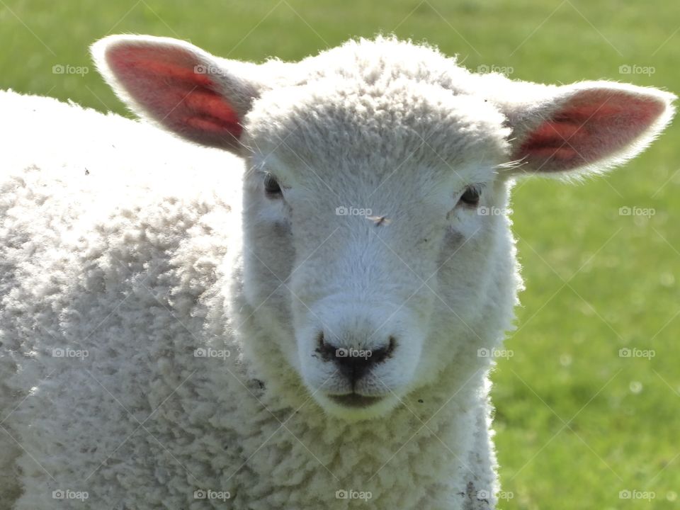 Cute lamb 