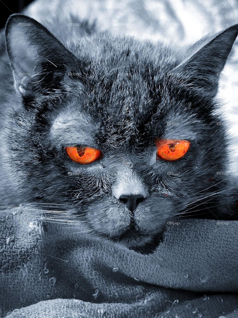 Color minimalism.  Gray cat with orange eyes