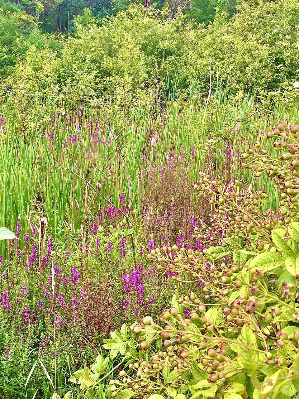 Late summer in Maine; wetlands, cattails and flowers surrounded by trees and bushes.