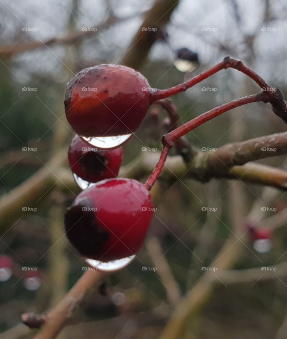 Winter Berries and Raindrops
