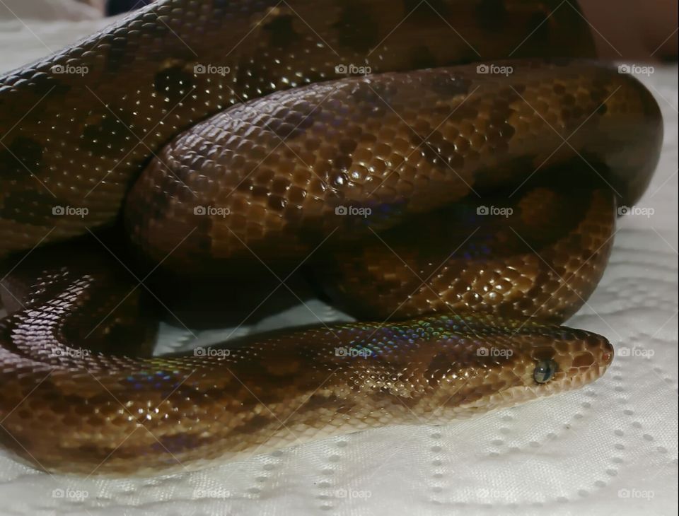 Rainbow boa