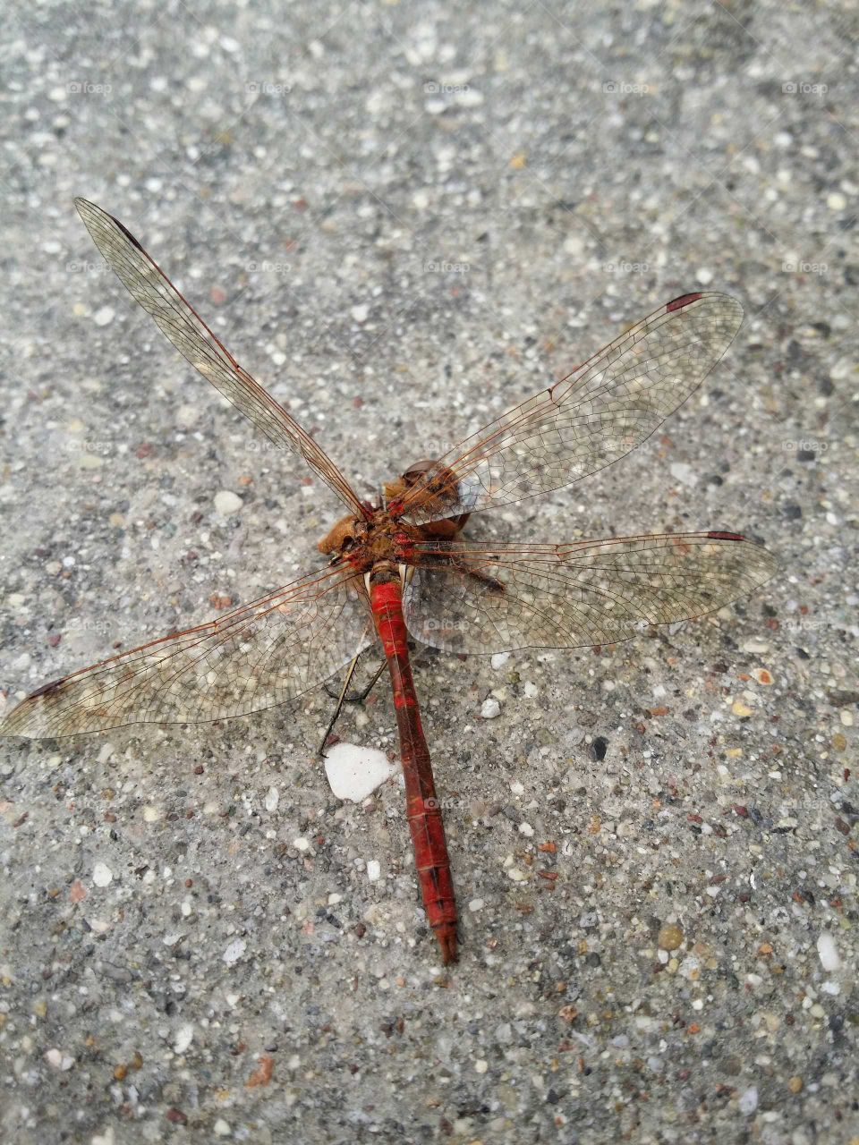 dragonfly