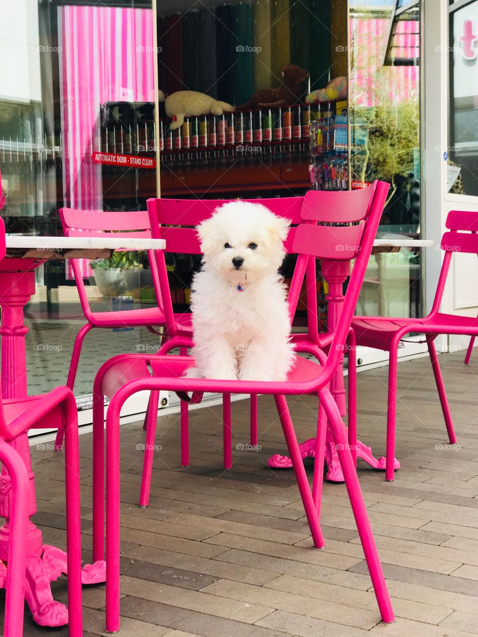 A fluffy white puppy dog perched on a hot pink chair amongst other matching chairs in front of a shop.