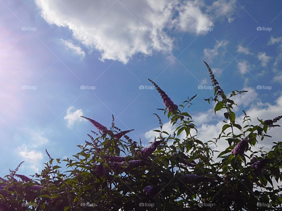 Buddleia skies