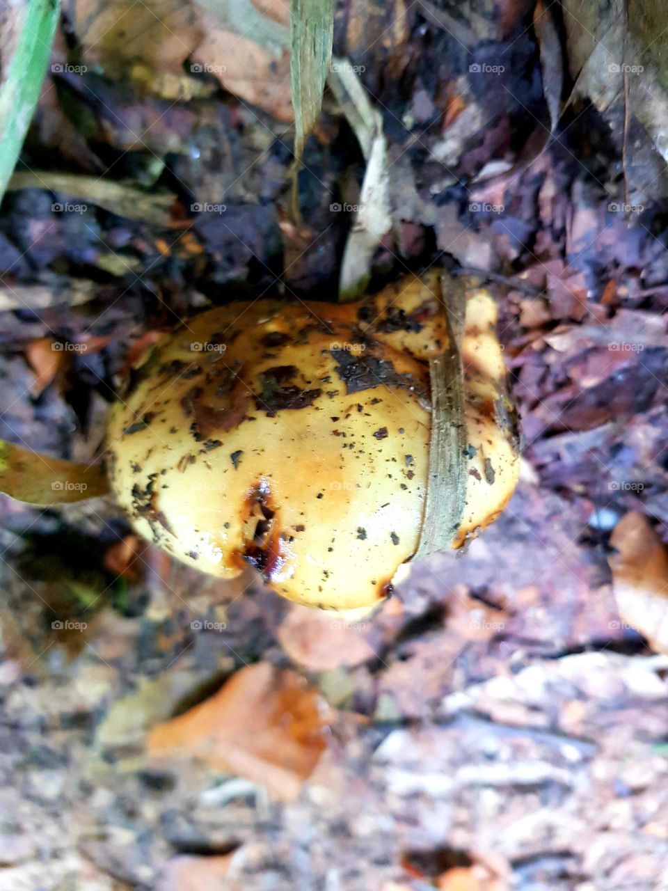 Mushroom cap in a forest's foliage