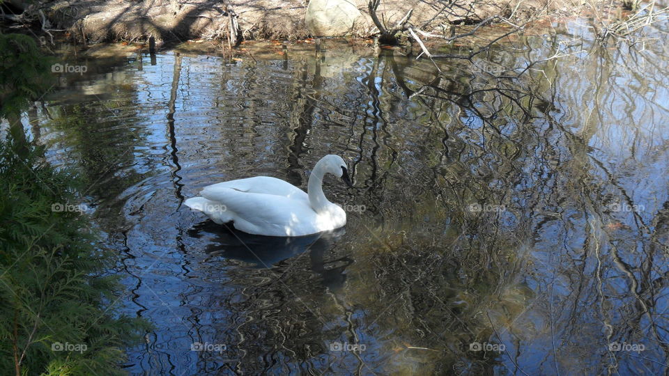 Swan
