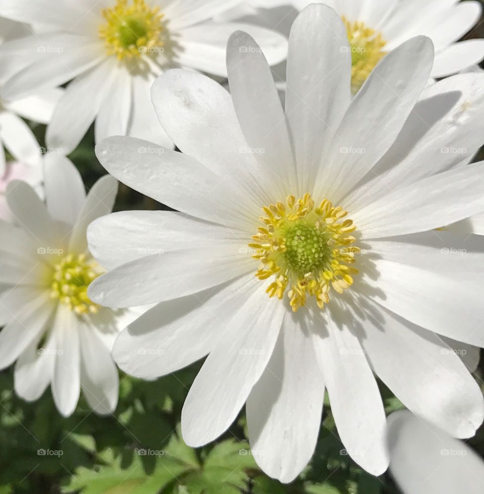 wood anemone