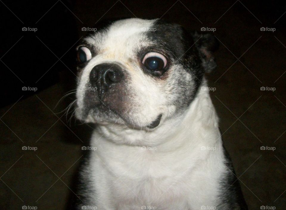 Mikey The Bostin Terrier