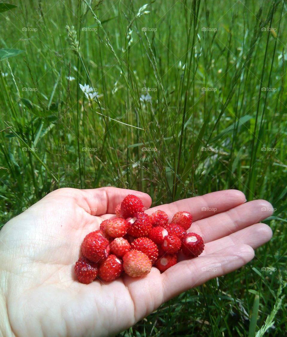 strawberries in hand