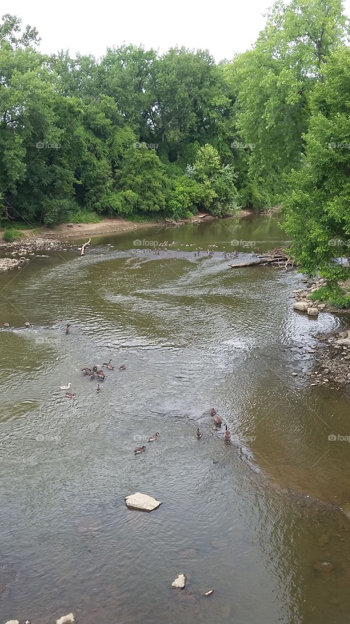 muskingum river geese