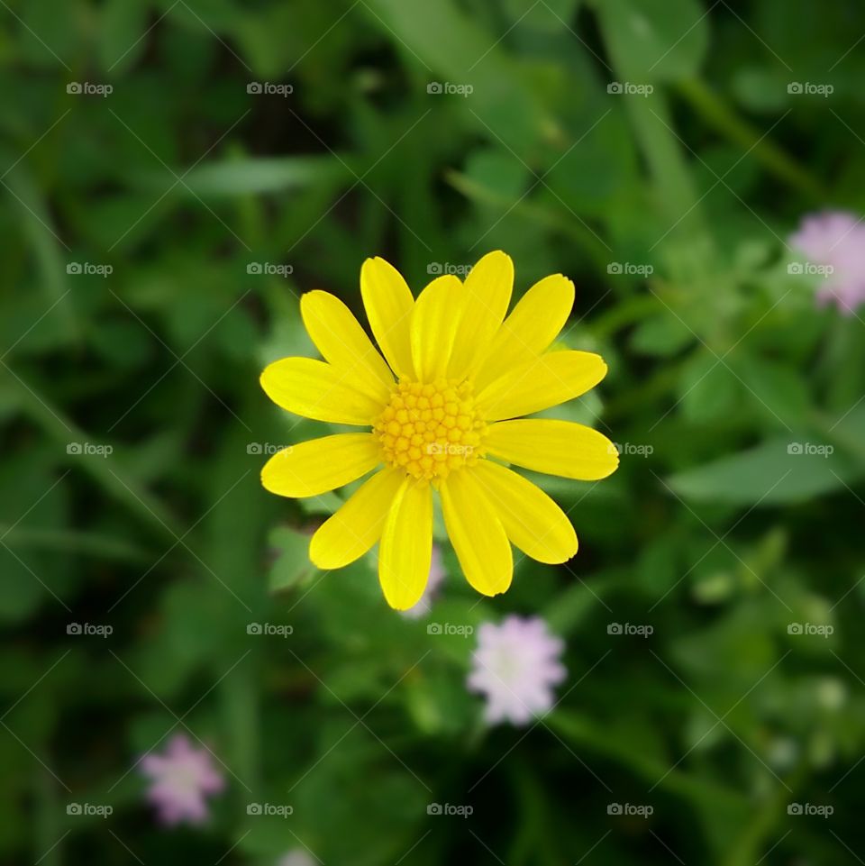 Closeup Yellow Daisy