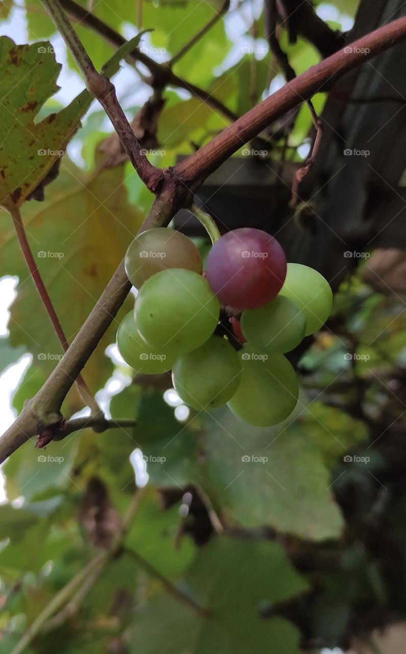 Grapes, even though these grapes are small in size, still taste sweet.