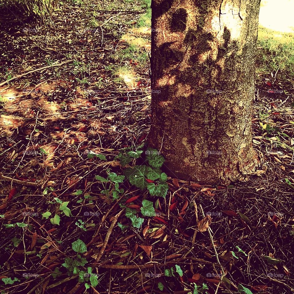 Tree and Ivy