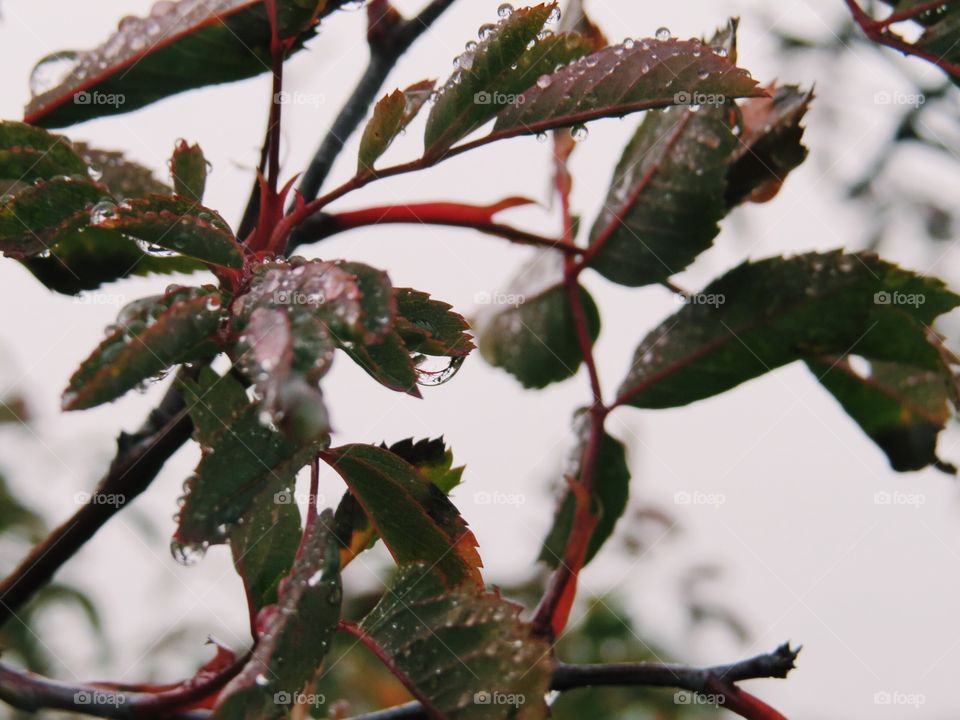 Wild plant, leaves, after the rain