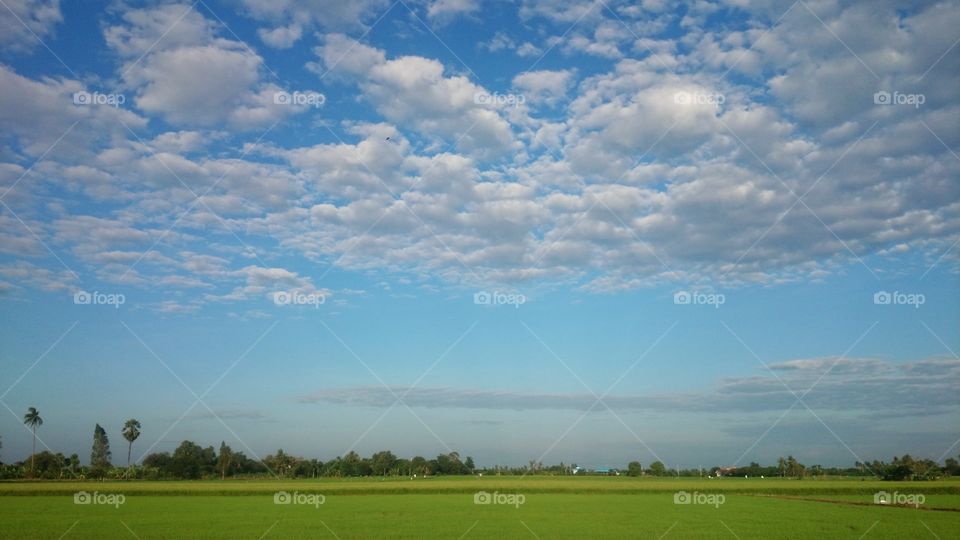 sky and paddy field